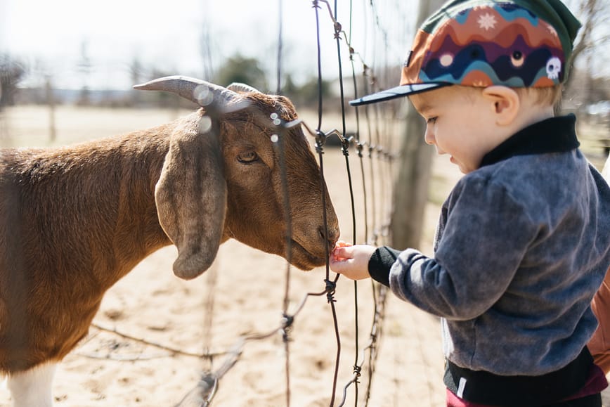 Toddler feeds goat through fence during a visit to Oaklawn Farm Zoo